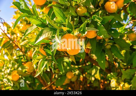 Albero di mandarino. Mandarino maturo appeso ai rami. Bella frutta sana e succosa che cresce in un giardino soleggiato. Agrumi biologici e sani all'aperto. Dividi Foto Stock