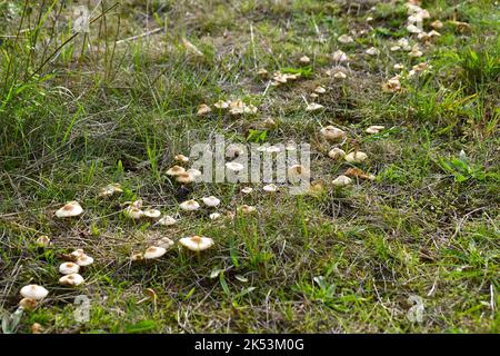 Funghi che crescono in un cerchio. Il cerchio del diavolo in Germania, Europa Foto Stock