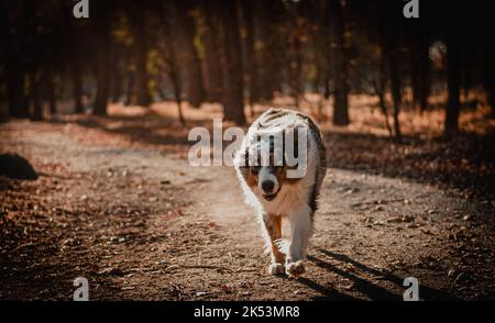 Uno scatto panoramico di un simpatico Pastore Australiano che cammina sul sentiero nel parco durante il tramonto Foto Stock