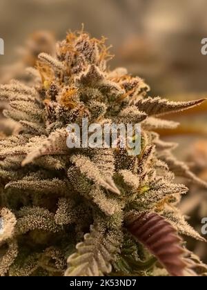 Pianta femminile di Cannabis in fiore Foto Stock