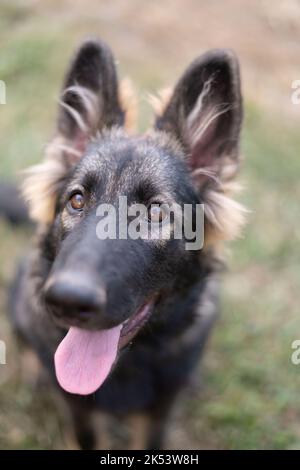 Sable German Shepherd Dog sorridente alla Camera Foto Stock