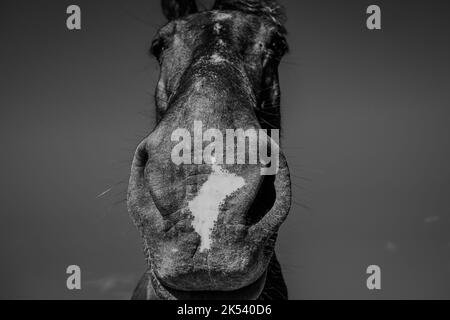 Un viso carino sul colpo di testa da sotto di un cavallo Foto Stock