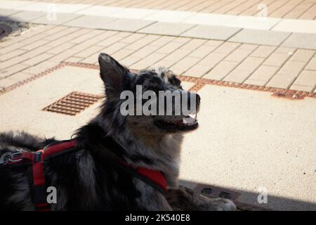 Un simpatico pastore australiano (Canis lupus familiaris) con un'imbracatura rossa che riposa a terra all'esterno Foto Stock