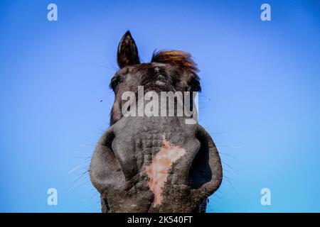 Un viso carino sul colpo di testa da sotto di un cavallo Foto Stock