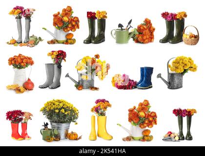 Collage di fiori freschi di crisantemo con stivali in gomma, lattine da annaffiatura e attrezzi da giardinaggio su sfondo bianco Foto Stock
