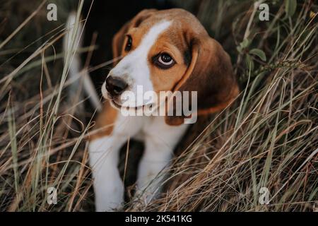 Ritratto di cucciolo di aquila in erba verde nel parco. Carino animale domestico bello, nuovo membro della famiglia. Foto Stock