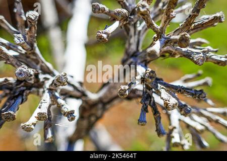 Un primo piano della cima di un vecchio fusto di una pianta di Aloe vera gigante di fronte alla campagna Graciosa e l'Oceano Atlantico Foto Stock