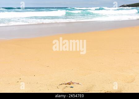 I resti di una svezzata seadragon si sono bagnati sulla riva di Maroubra Beach, Sydney, Australia Foto Stock