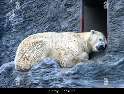 Un orso polare si trova con la sua testa nascosta all'ingresso Foto Stock