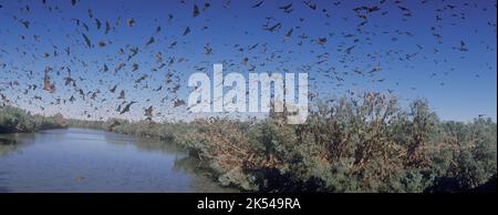 Un'enorme colonia di pipistrelli volanti rossi sul fiume Norman, vicino a Normanton, Queensland, Australia. Foto Stock