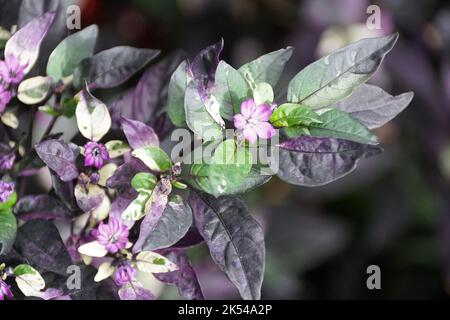 Foglie di colore viola e verde di peperone ornamentale 'Viola Flash', con il nome scientifico Capsicum annuum Foto Stock