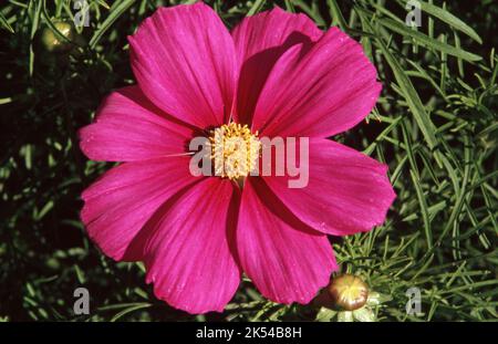 PRIMO PIANO DEL FIORE ROSA COSMOS BIPINNATUS (ASSAGGIATORI MESSICANI DI GARDEN COSMOS) AUSTRALIA. Foto Stock
