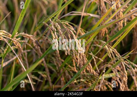 Orecchio di riso. Primo piano con semi di riso in orecchio di risone. Bella campo di riso dorato e orecchio di riso. Foto Stock