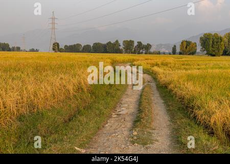 Strada sterrata che attraversa i campi di riso maturi gialli Foto Stock