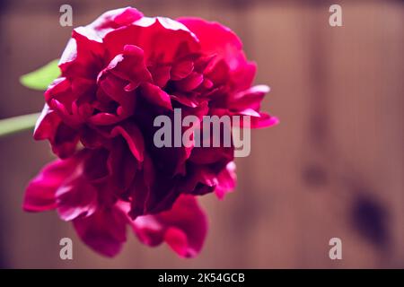 Primo piano con peonia di Borgogna, un fiore di peonia rosso scuro su uno sfondo di legno. Progettazione per il prodotto. Foto di alta qualità Foto Stock