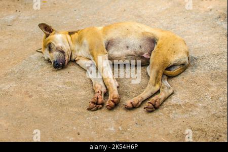 Il mio cane è arancione-marrone. Dorme felicemente. Il cane di colore arancione-marrone Foto Stock