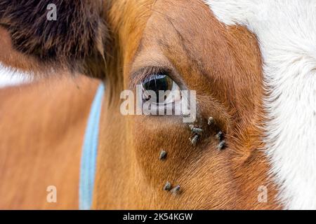 Mucche occhio e vola primo piano di un caseificio rosso e bianco, guardando tranquillo e tranquillo Foto Stock