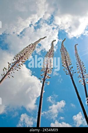 Scoiattoli marittimi. Scilla maritima, fiori che puntano verso il cielo Foto Stock