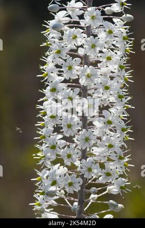 Squill marittima. Scilla maritima, fiori Foto Stock