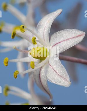 Squill marittima. Scilla maritima, fiori Foto Stock