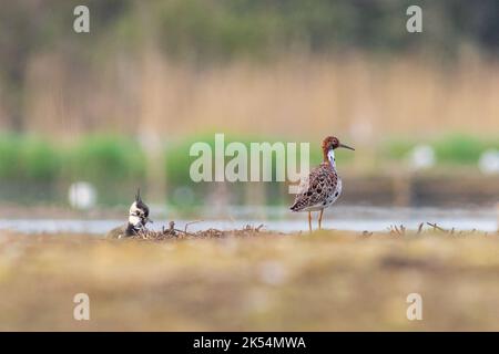 Ruff (Philomachus pugnax) in piedi sul bordo dell'acqua Foto Stock