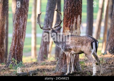 Capriolo europeo (dama dama) maschio (buck), sfregando e raschiando la corteccia dell'albero per marcare il suo territorio, NRW, Germania Foto Stock