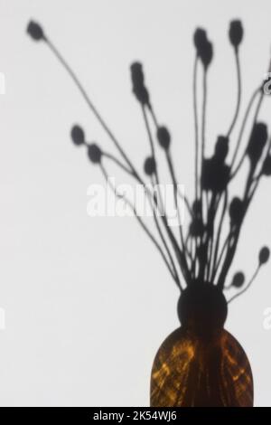 Design floreale astratto minimale. Pod piccoli secchi Poppy ombra su sfondo bianco. Arredamento interno. Foto Stock