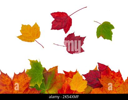 Colorful acero autunno foglie isolate su sfondo bianco come cornice Foto Stock