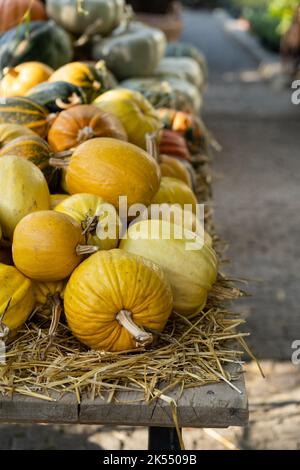 Decorazione autunnale - raccolta di zucche gialle su paglia secca al mercato degli agricoltori. Simbolo di Halloween Foto Stock