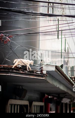 Un gatto dall'aspetto spettrale si affaccia sulle cime del tetto sopra i bar e i club di Pat Pong al largo di Silom Rd. Bangkok Thailandia. Foto Stock