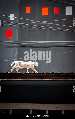 Un gatto dall'aspetto spettrale si affaccia sulle cime del tetto sopra i bar e i club di Pat Pong al largo di Silom Rd. Bangkok Thailandia. Foto Stock