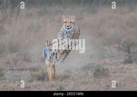 Lo sciacallo tentò di rubare l'uccisione del ghepardo. Masai Mara, Kenya: QUESTE immagini FRENETICHE mostrano un giovane ghepardo che difende il suo pasto da un jacka ladro Foto Stock