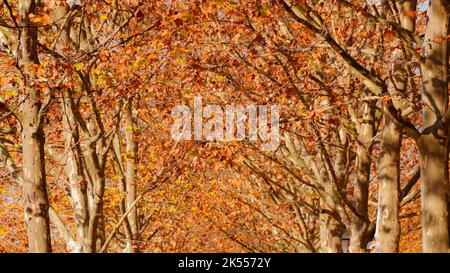 Sfondo autunnale e fogliare. Arriva l'autunno, le foglie di sicomoro si trasformano da verdi a gialle e marroni Foto Stock