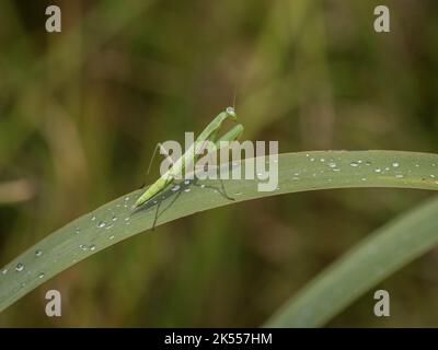 Singolo subadulto del mantis di preghiera (nome latino: Mantis religiosa) nella riserva naturale speciale Gornje Podunavlje in Serbia Foto Stock