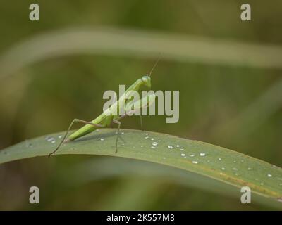 Singolo subadulto del mantis di preghiera (nome latino: Mantis religiosa) nella riserva naturale speciale Gornje Podunavlje in Serbia Foto Stock
