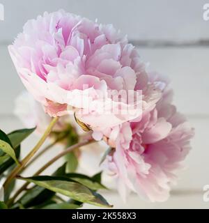 Vista laterale di un mazzo di fiori di peonia rosa pallido (paeonia) su uno sfondo di legno imbiancato Foto Stock