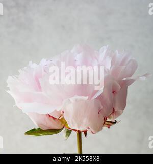 Primo piano di un singolo fiore di peonia rosa pallido (paeonia) su uno sfondo chiaro con spazio per la copia Foto Stock