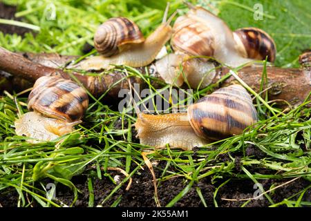 Cinque grandi lumache da giardino d'uva Helix pomatia vivono nella foresta sull'erba. Foto Stock