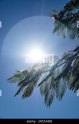 Delicate foglie e fronde su un albero mediterraneo retroilluminato e soffiato dal vento. Foto Stock