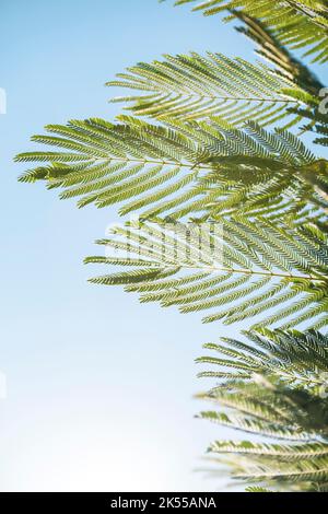 Delicate foglie e fronde su un albero mediterraneo retroilluminato e soffiato dal vento. Foto Stock