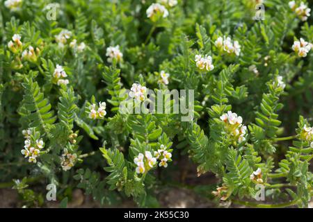 Kleiner Vogelfuß, Kleiner Vogelfuss, Mäusewicke, Ornithopus perpusilus, piede di uccello bianco, Ornithope délicat, Ornithope fluet, Pied-d'oiseau d Foto Stock