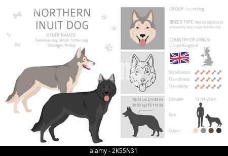 Clipart settentrionale del cane Inuit. Tutti i colori del mantello set.; tutte le razze di cani caratteristiche infografica. Illustrazione vettoriale Illustrazione Vettoriale