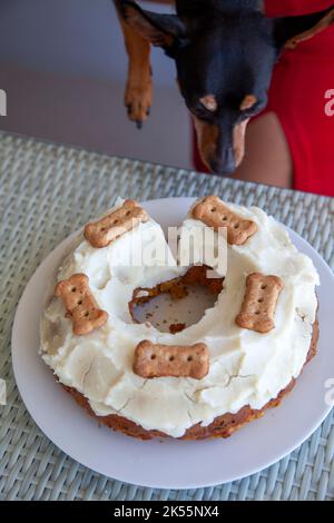 Sniffing cane burro di arachidi e torta di carote con patata e yogurt glassa (per cani) Foto Stock
