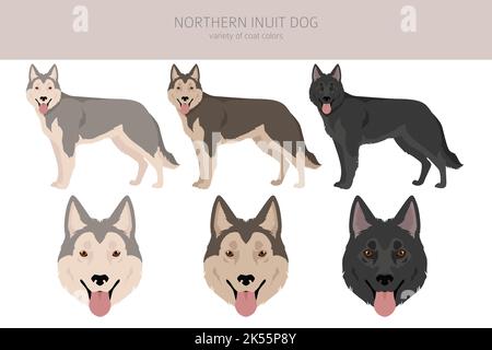 Clipart settentrionale del cane Inuit. Tutti i colori del mantello set.; tutte le razze di cani caratteristiche infografica. Illustrazione vettoriale Illustrazione Vettoriale