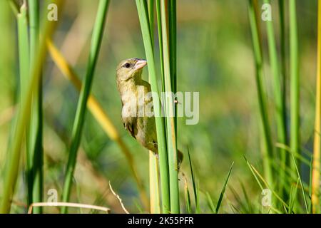 Un piccolo tessitore mascherato a sud appollaiato su un prato nel campo verde Foto Stock