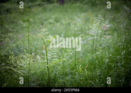 Immagine di una giovane felce che cresce in una foresta pluviale. Una felce è un membro di un gruppo di piante vascolari (piante con xilema e floema) che si riproducono via sp Foto Stock