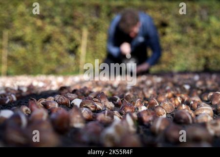 2022-10-06 10:52:32:19 LISSE - nel Keukenhof, il personale del giardino ha iniziato a piantare un totale di 7 milioni di bulbi di fiori. Il famoso parco fiorito è stato chiuso per tutta la stagione a causa delle misure corona. ANP OLAF KRAAK paesi bassi OUT - belgio OUT Foto Stock