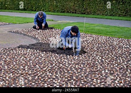2022-10-06 10:55:27:19 LISSE - nel Keukenhof, il personale del giardino ha iniziato a piantare un totale di 7 milioni di bulbi di fiori. Il famoso parco fiorito è stato chiuso per tutta la stagione a causa delle misure corona. ANP OLAF KRAAK paesi bassi OUT - belgio OUT Foto Stock