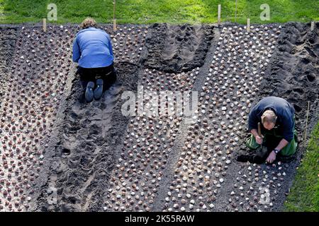 2022-10-06 11:09:00:19 LISSE - nel Keukenhof, il personale del giardino ha iniziato a piantare un totale di 7 milioni di bulbi di fiori. Il famoso parco fiorito è stato chiuso per tutta la stagione a causa delle misure corona. ANP OLAF KRAAK paesi bassi OUT - belgio OUT Foto Stock