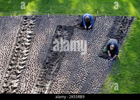 2022-10-06 11:09:17:19 LISSE - Giardino personale hanno iniziato a piantare un totale di 7 milioni di bulbi di fiori a Keukenhof. Il famoso parco fiorito è stato chiuso per tutta la stagione a causa delle misure corona. ANP OLAF KRAAK paesi bassi OUT - belgio OUT Foto Stock
